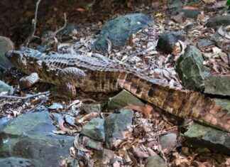 Rescued Indian Marsh Crocodile in Mumbai: Forest Department and RAWW’s Heroic Efforts news-15082024-233121