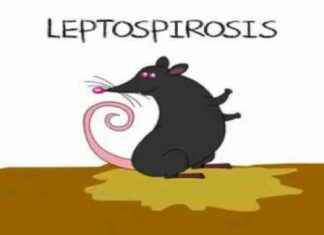 Mumbai Monsoon Health Update: Rise in Dengue, Chikungunya, and Leptospirosis Cases news-16082024-113338