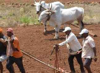 Mahayuti’s Populist Schemes Drain Funds, Maharashtra Farmers Owed ₹5,975 Crore news-19082024-225357