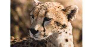 Sourcing Cheetahs for Reintroduction in India from Somalia, Tanzania, and Sudan news-26082024-000548