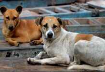 Tragic Death of 4-Year-Old Girl in Bhiwandi Stray Dog Attack Sparks Demand for FIR news-28082024-122426