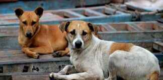 Tragic Death of 4-Year-Old Girl in Bhiwandi Stray Dog Attack Sparks Demand for FIR news-28082024-122426