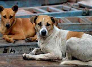 Tragic Death of 4-Year-Old Girl in Bhiwandi Stray Dog Attack Sparks Demand for FIR news-28082024-122426