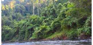 Assam Government to Designate Poba Reserve Forest as Wildlife Sanctuary news-31082024-124358