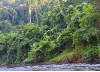 Assam Government to Designate Poba Reserve Forest as Wildlife Sanctuary news-31082024-124358