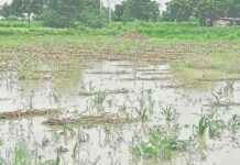 Challenges Faced by Marathwada Region Due to Torrential Rains: 4 Dead news-03092024-005244