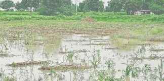 Challenges Faced by Marathwada Region Due to Torrential Rains: 4 Dead news-03092024-005244