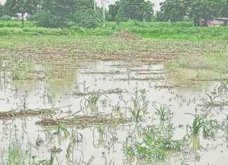 Challenges Faced by Marathwada Region Due to Torrential Rains: 4 Dead news-03092024-005244