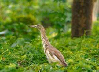 Remarkable Recovery: Maharashtra Forest Dept Rescues Injured Pond Heron from Junnar news-04092024-130052