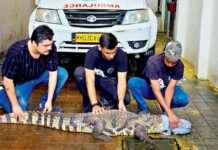 Rescued Nine-Foot Indian Marsh Crocodile in Mumbai’s Mulund: A Success Story news-10092024-014546