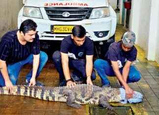 Rescued Nine-Foot Indian Marsh Crocodile in Mumbai’s Mulund: A Success Story news-10092024-014546