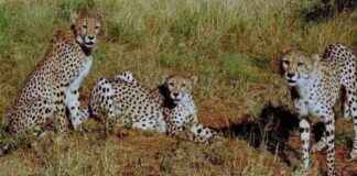 Project Cheetah: A 2-Year Review and Future Outlook news-17092024-082810