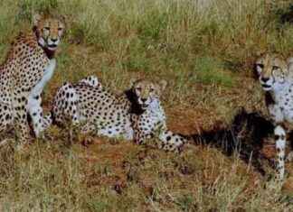 Project Cheetah: A 2-Year Review and Future Outlook news-17092024-082810