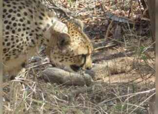 Celebrating the Second Anniversary of Cheetah Reintroduction at Wildlife Hospital news-17092024-211325