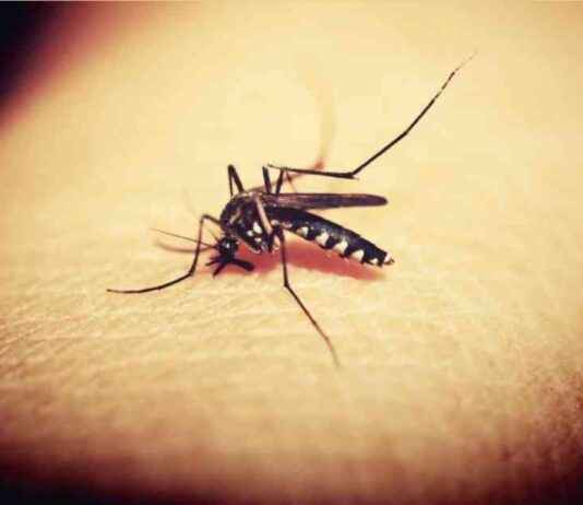 Preventing Dengue, Chikungunya, and Malaria Outbreaks in Mumbai news-18092024-131727