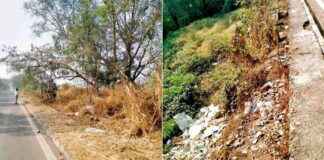 Bamboo Plantation Project in Mumbai Delayed along Bhandup Eastern Express Highway news-26092024-052625