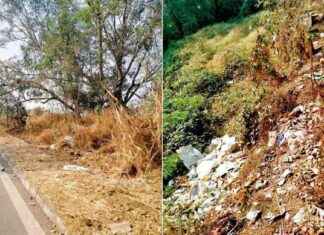 Bamboo Plantation Project in Mumbai Delayed along Bhandup Eastern Express Highway news-26092024-052625