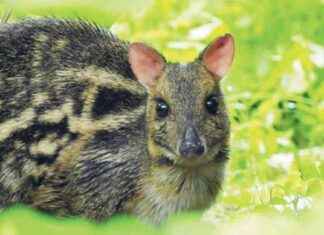 Rare Indian Mouse Deer Rescued from Poachers in Ambarnath-Badlapur Forest news-26092024-093446