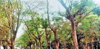 Mumbai Metro 3 Project: MMRDA Invests INR 12 Crore to Plant 2,931 Trees news-28092024-024621