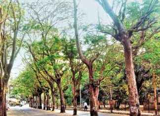 Mumbai Metro 3 Project: MMRDA Invests INR 12 Crore to Plant 2,931 Trees news-28092024-024621