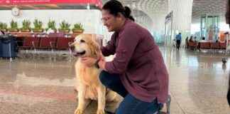 Emotional Support Dogs at Mumbai Airport: Easing Passenger Stress news-28102024-185247