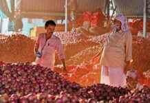 Crackdown on Onion Price Hoarders Initiated by CM Eknath Shinde news-16112024-062845