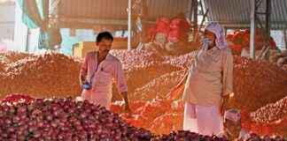 Crackdown on Onion Price Hoarders Initiated by CM Eknath Shinde news-16112024-062845