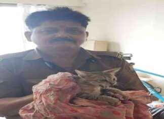 Rescue of Cat Stuck on 15th-Floor Balcony in Manpada, Thane by Disaster Management Cell news-30112024-172941