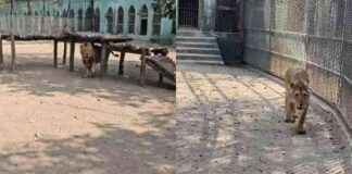 Asiatic Lions at Sanjay Gandhi National Park: Mumbai’s Newest Residents asiatic-lions-at-sanjay-gandhi-national-park-mumbais-newest-residents