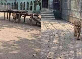 Asiatic Lions at Sanjay Gandhi National Park: Mumbai’s Newest Residents asiatic-lions-at-sanjay-gandhi-national-park-mumbais-newest-residents