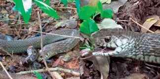 Rare Video: Rat Snake Eats Python Alive at Maharashtra Nature Park rare-video-rat-snake-eats-python-alive-at-maharashtra-nature-park