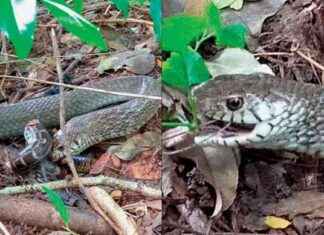 Rare Video: Rat Snake Eats Python Alive at Maharashtra Nature Park rare-video-rat-snake-eats-python-alive-at-maharashtra-nature-park