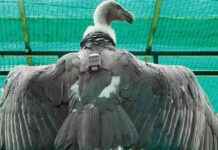 Vulture’s GPS-Tracked Journey from Tadoba to Tamil Nadu vultures-gps-tracked-journey-from-tadoba-to-tamil-nadu