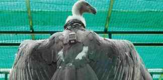 Vulture’s GPS-Tracked Journey from Tadoba to Tamil Nadu vultures-gps-tracked-journey-from-tadoba-to-tamil-nadu