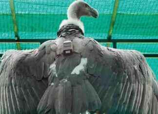 Vulture’s GPS-Tracked Journey from Tadoba to Tamil Nadu vultures-gps-tracked-journey-from-tadoba-to-tamil-nadu