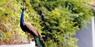 Investigation underway after peacock discovered dead in Thane’s Kalyan forest nvestigation-underway-after-peacock-discovered-dead-in-thanes-kalyan-forest