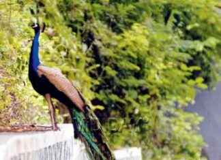 Investigation underway after peacock discovered dead in Thane’s Kalyan forest nvestigation-underway-after-peacock-discovered-dead-in-thanes-kalyan-forest
