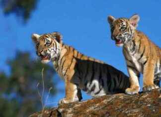 Tragic Death of Tiger Cub in Maharashtra; Another Rescued tragic-death-of-tiger-cub-in-maharashtra-another-rescued