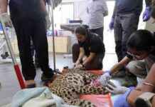 Rescued Young Female Leopard Near Pavana Lake, Maharashtra rescued-young-female-leopard-near-pavana-lake-maharashtra