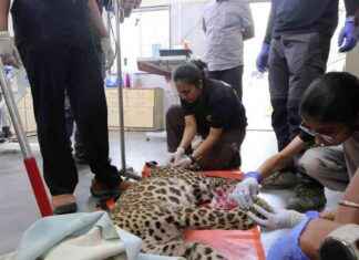 Rescued Young Female Leopard Near Pavana Lake, Maharashtra rescued-young-female-leopard-near-pavana-lake-maharashtra