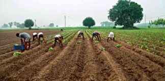 Maharashtra Crop Insurance Plan: Farmers’ Premium 1.5-2% maharashtra-crop-nsurance-plan-farmers-premium-15-2