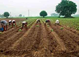 Maharashtra Crop Insurance Plan: Farmers’ Premium 1.5-2% maharashtra-crop-nsurance-plan-farmers-premium-15-2