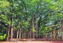 Farewell to Magnificent Trees of TIFR: A Horticulturist’s Goodbye farewell-to-magnificent-trees-of-tfr-a-horticulturists-goodbye