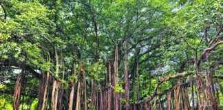 Farewell to Magnificent Trees of TIFR: A Horticulturist’s Goodbye farewell-to-magnificent-trees-of-tfr-a-horticulturists-goodbye