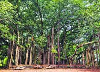 Farewell to Magnificent Trees of TIFR: A Horticulturist’s Goodbye farewell-to-magnificent-trees-of-tfr-a-horticulturists-goodbye