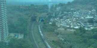 Local Train Services Disrupted by Stray Cattle Hit Near Mumbra local-train-services-disrupted-by-stray-cattle-hit-near-mumbra