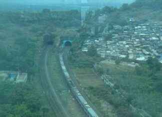 Local Train Services Disrupted by Stray Cattle Hit Near Mumbra local-train-services-disrupted-by-stray-cattle-hit-near-mumbra